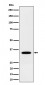 NTH1 Antibody